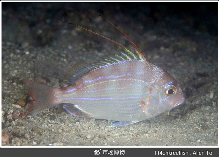 好吃但略贵的小杂鱼