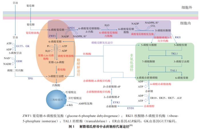 上海理工大學楊昳津副研究員等:解脂耶氏酵母產赤蘚糖