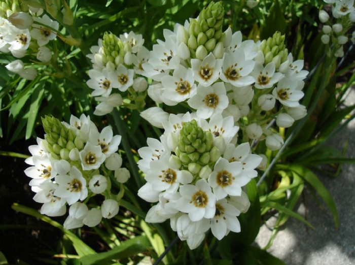 适合9月入手的耐半阴盆栽开花植物,现在种,秋末开始赏花|百合花|温度