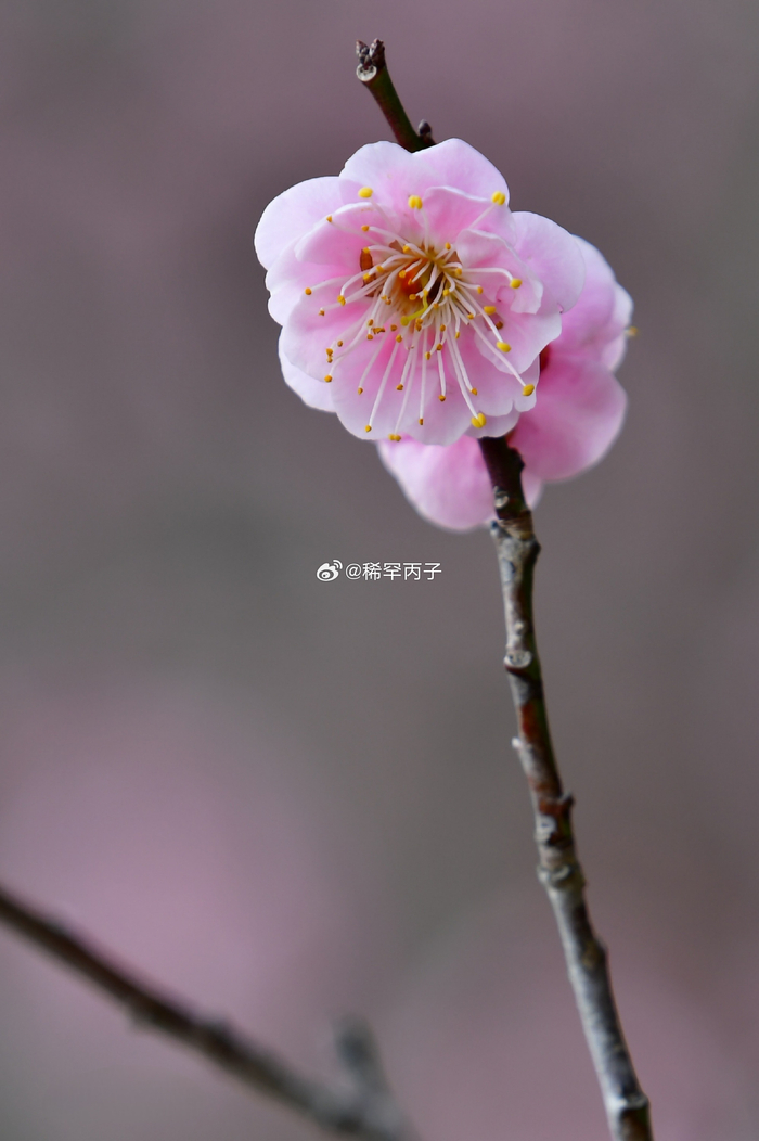 林逋《山园小梅·其一》__财经头条