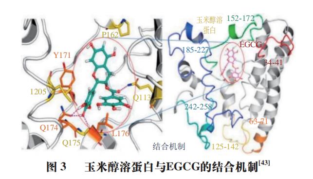 上海應用技術大學田懷香教授等蛋白質香氣化合物結合作用的研究