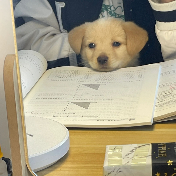 爱学习的小狗运气不会太差