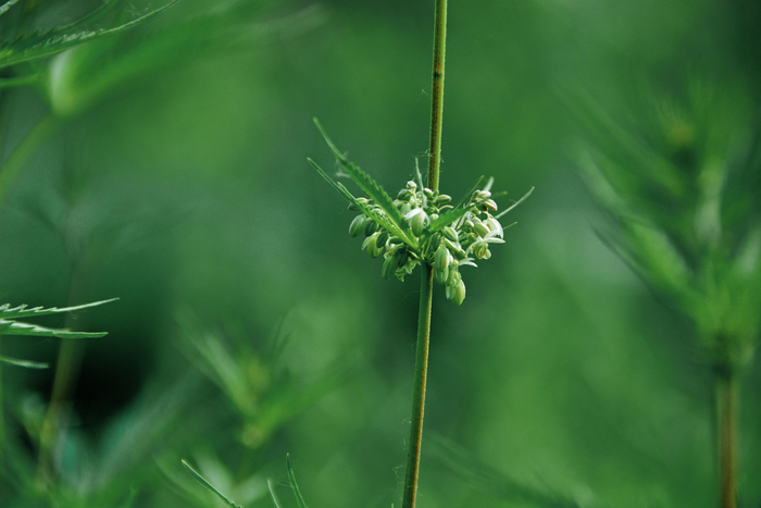 野生胡麻线麻,原创拍摄__财经头条