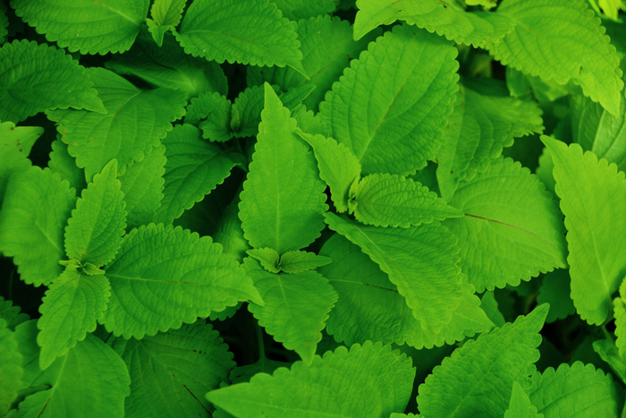 荧光绿色锦苏草原创拍摄