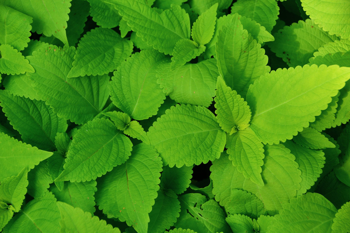 荧光绿色锦苏草原创拍摄