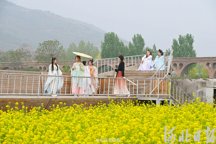 鹿泉百亩油菜花海引客来