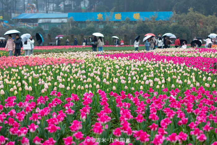 湖南省森林植物园的郁金香盛开即使下雨也无法阻止游客去赏花拍照打卡