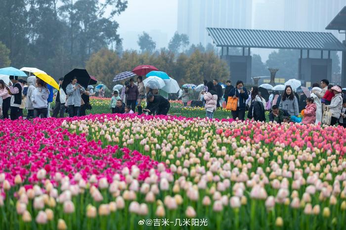 湖南森林植物园郁金香图片