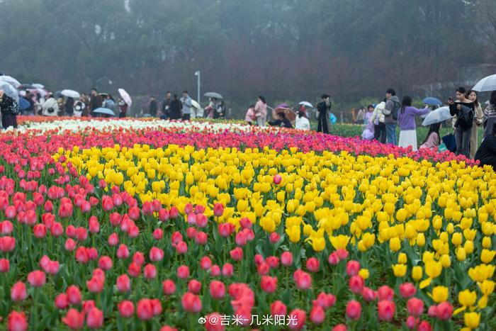 湖南森林植物园郁金香图片