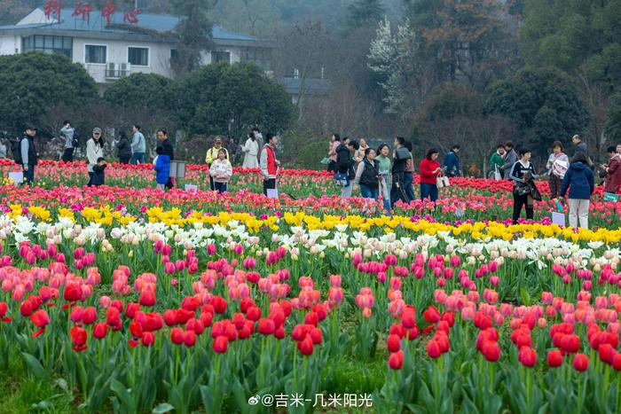 湖南森林植物园郁金香图片