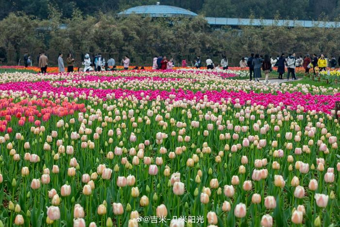 湖南森林植物园郁金香图片