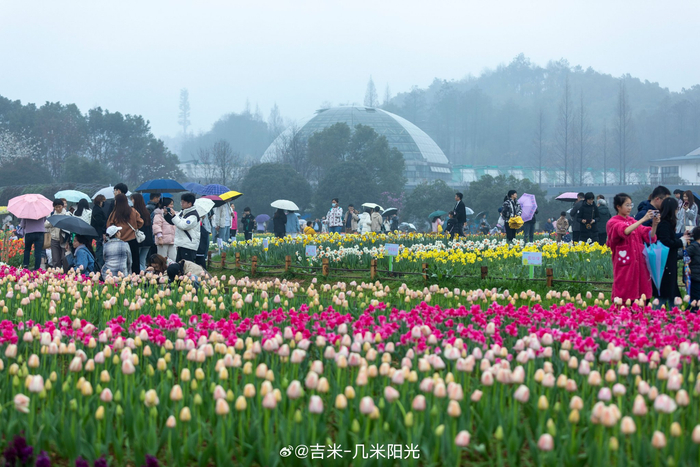湖南省森林植物园的郁金香盛开即使下雨也无法阻止游客去赏花拍照打卡