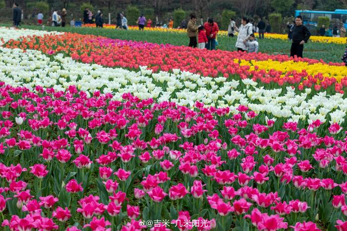 湖南森林植物园郁金香图片