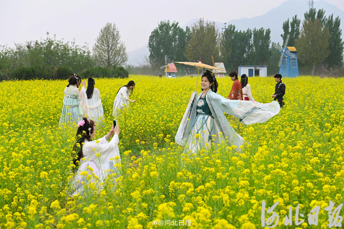 鹿泉百亩油菜花海引客来