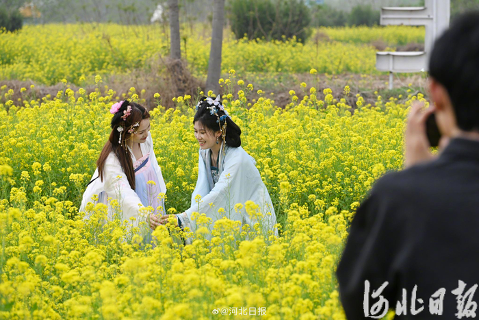 鹿泉百亩油菜花海引客来