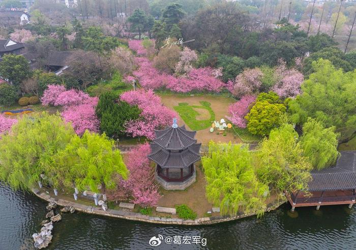 莫愁湖的海棠花图片