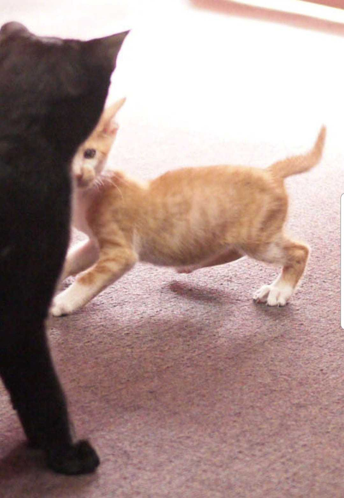 主人第一次养猫结果养到橘猫长大后变这么大