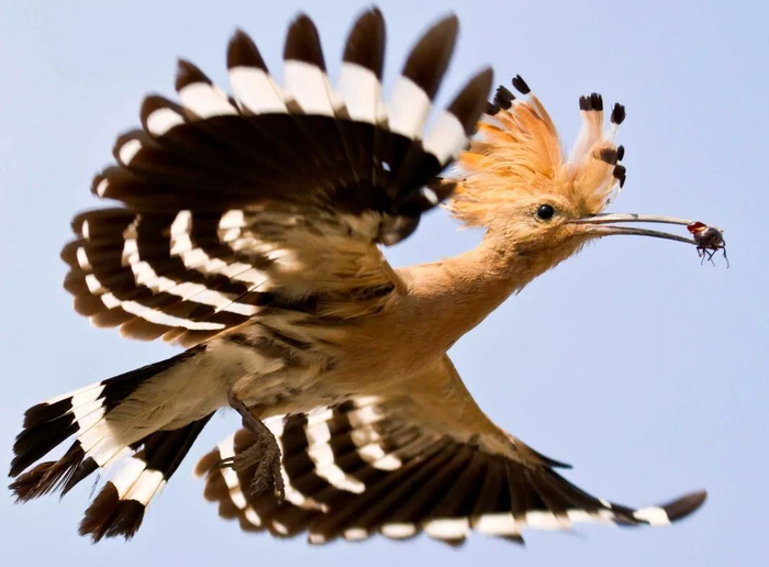 以色列国鸟戴胜鸟为何那么臭?外表华丽无比,个人卫生堪忧?