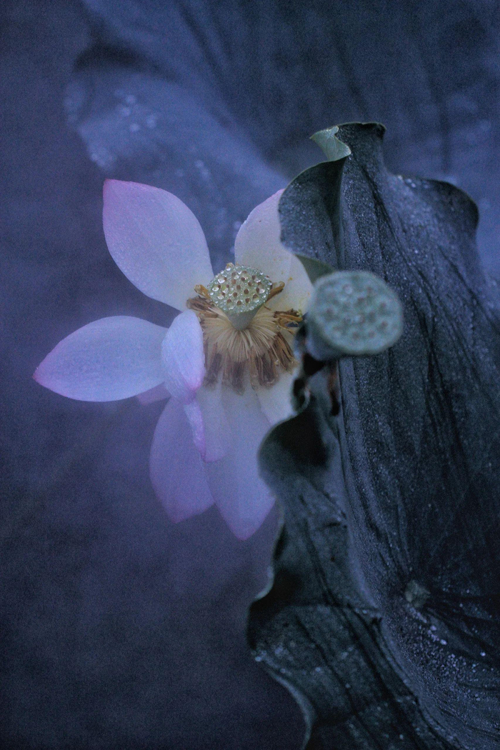 清雅淡暈出塵香,如筆細畫栽荷塘,玉光新裁蓮瓣色,不蔓不枝好夢長