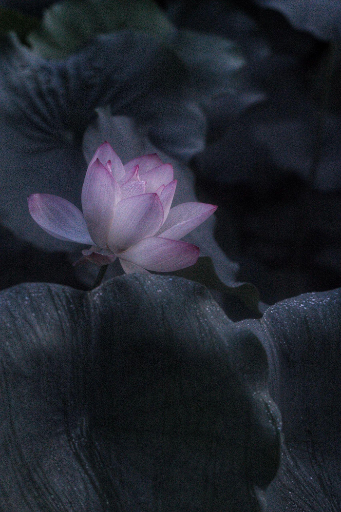 清雅淡暈出塵香,如筆細畫栽荷塘,玉光新裁蓮瓣色,不蔓不枝好夢長