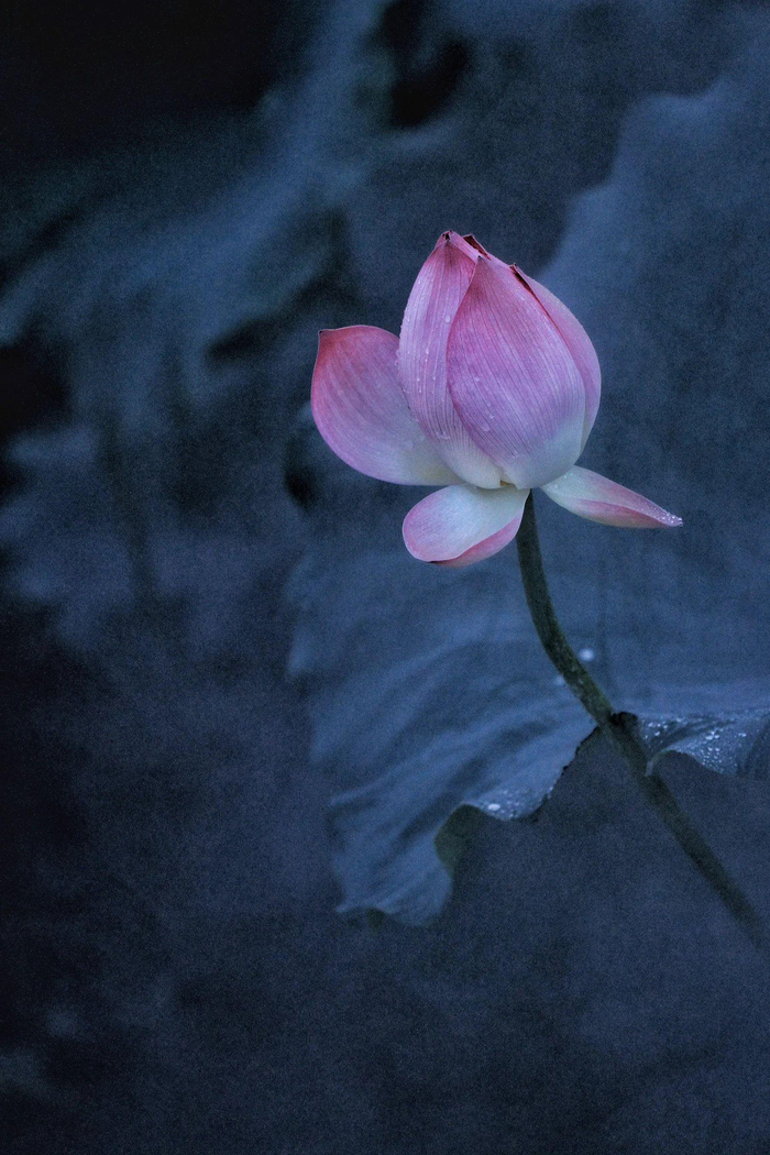 清雅淡暈出塵香,如筆細畫栽荷塘,玉光新裁蓮瓣色,不蔓不枝好夢長