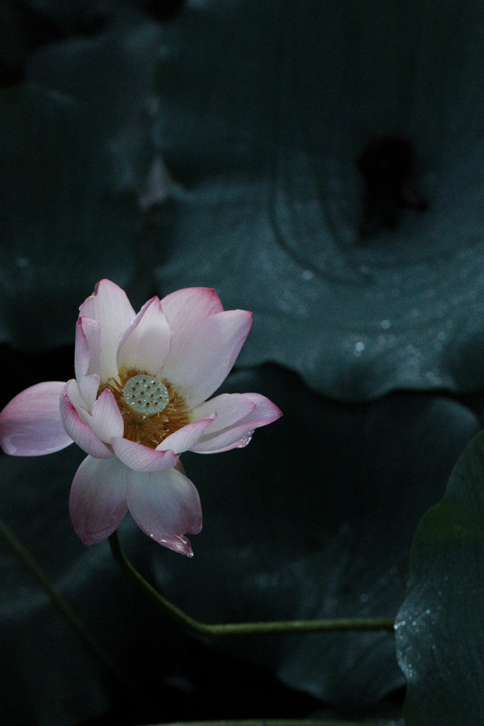 清雅淡暈出塵香,如筆細畫栽荷塘,玉光新裁蓮瓣色,不蔓不枝好夢長
