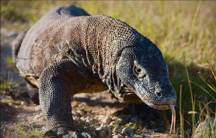 中药治病真的需要猎杀野生动物吗?有多少野生动物"被入药"