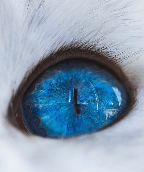 蓝色的猫眼睛真是太漂亮了
