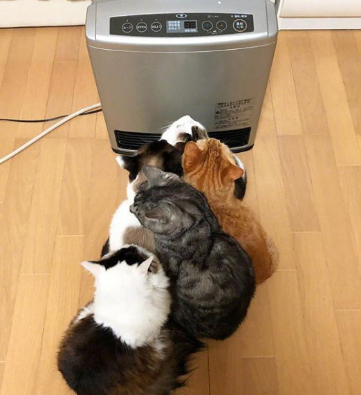 网友家的猫一到冬天就喜欢围坐在暖气前网友还给他们画了一张图好治愈