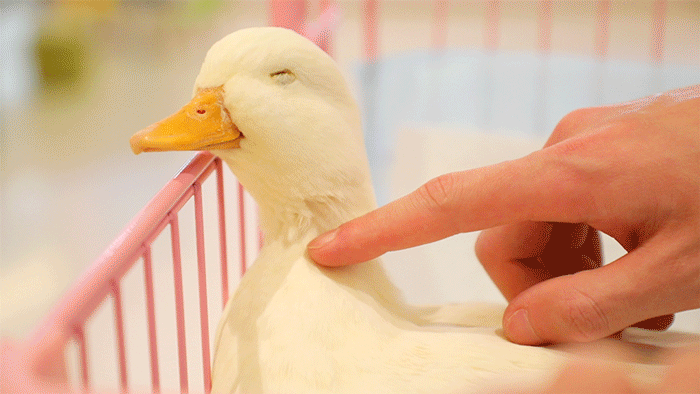 价值万元的宠物鸭在花园散步被人掳走,差点被做成"老鸭煲"
