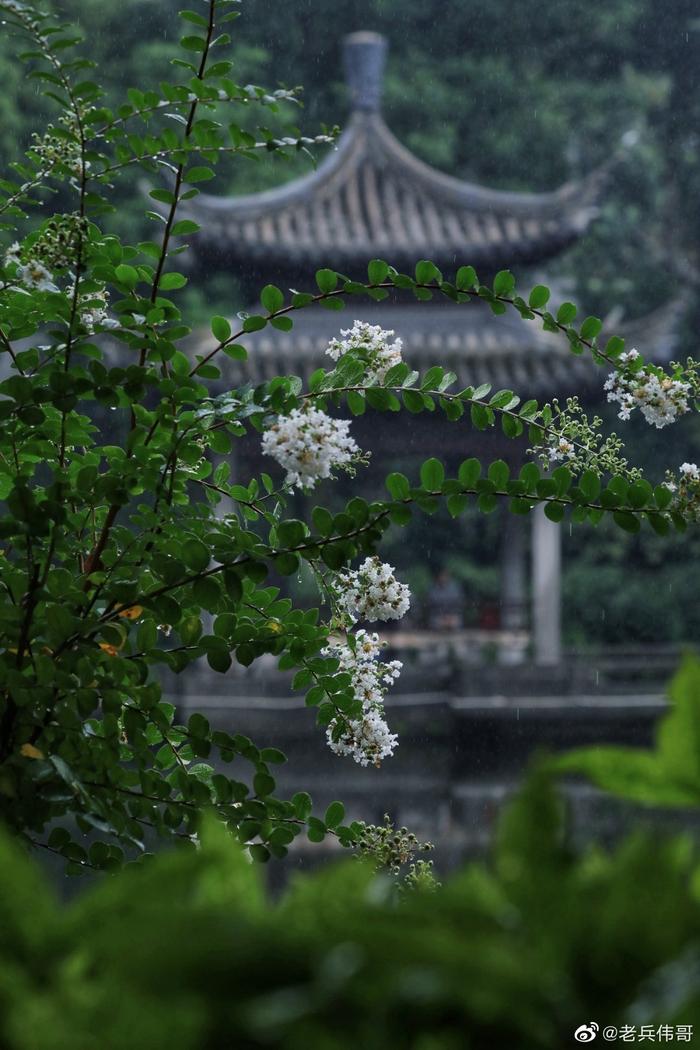 重庆的梅雨季图片