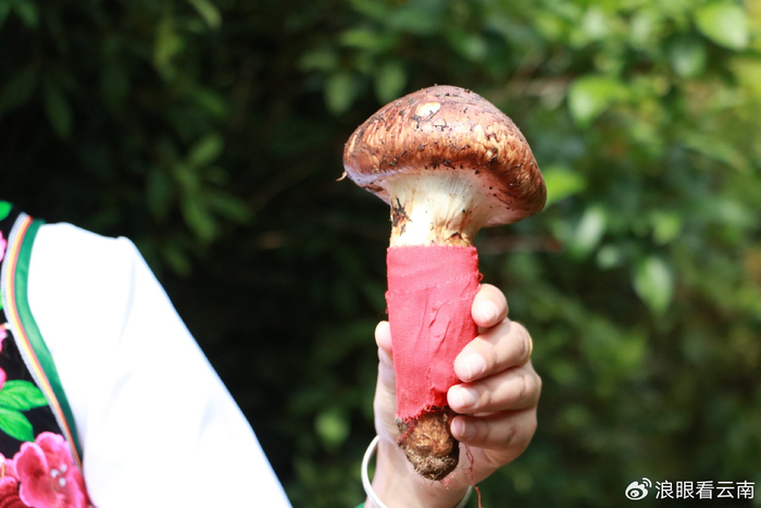 云南南华第一朵松茸"出山"|南华|松茸|云南_新浪新闻