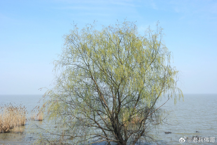 春日暖阳下漫步太湖边看一湖清水一湖秀气一湖风韵
