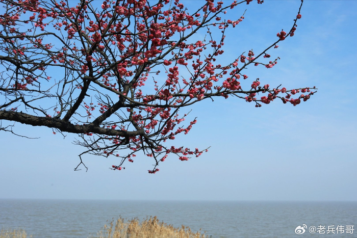 春日暖阳下漫步太湖边看一湖清水一湖秀气一湖风韵