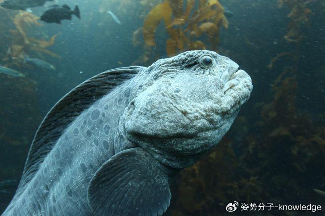 俄罗斯海滩惊现怪鱼!牙齿锋利似人类,和日本核污水有关吗?