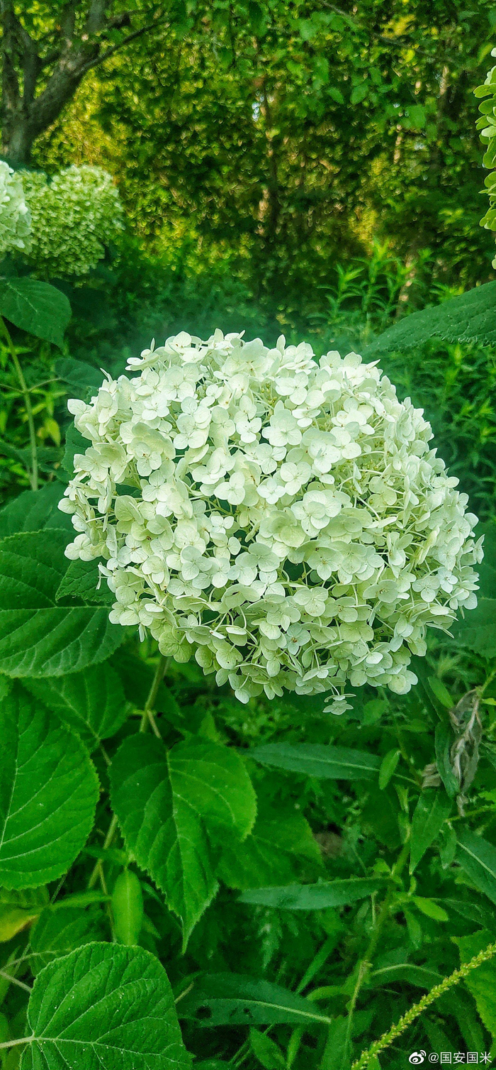 北京奥森北园大绣球花儿摄影