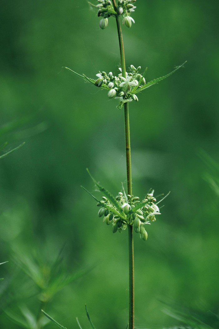 野生胡麻线麻,原创拍摄