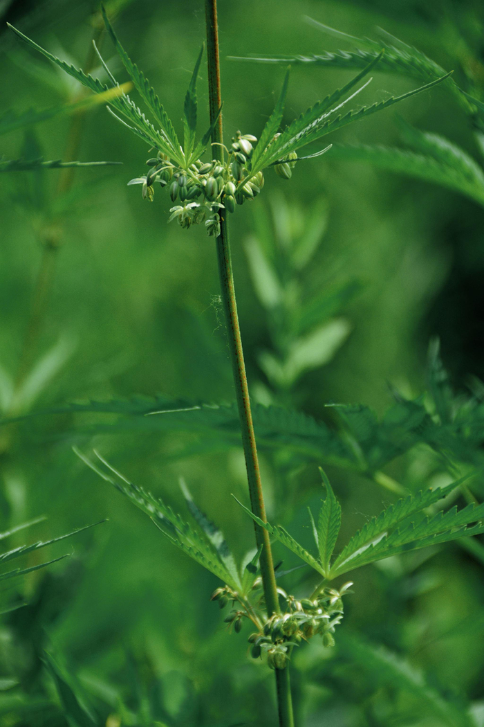 野生胡麻线麻,原创拍摄__财经头条