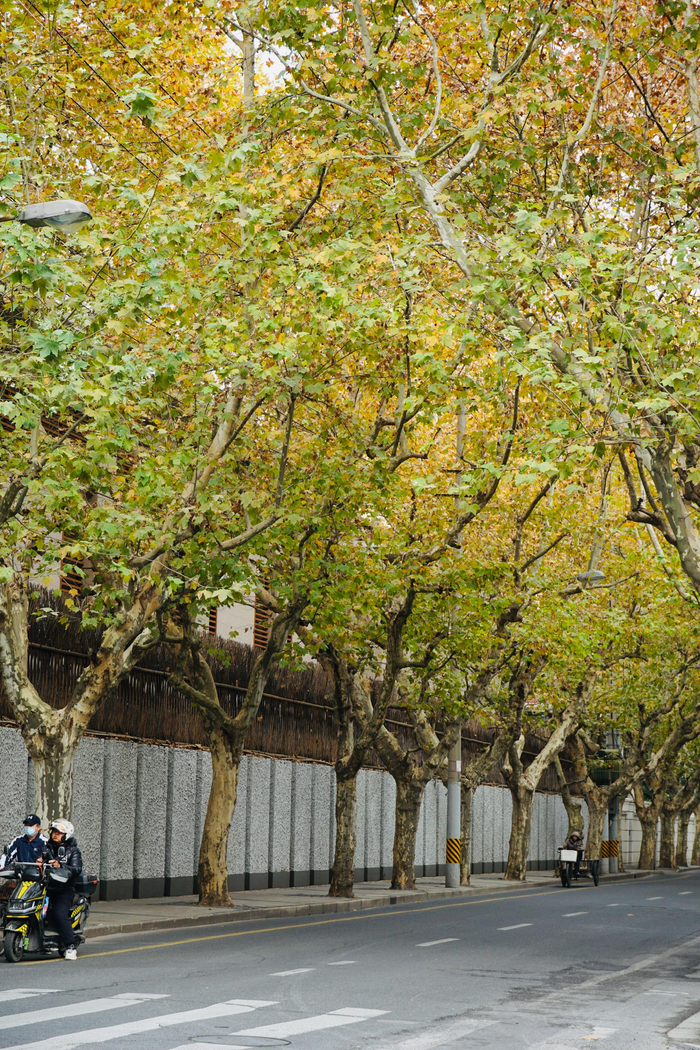 秋天在梧桐树下走一走 📍广元路,上海 📆2023/11/26