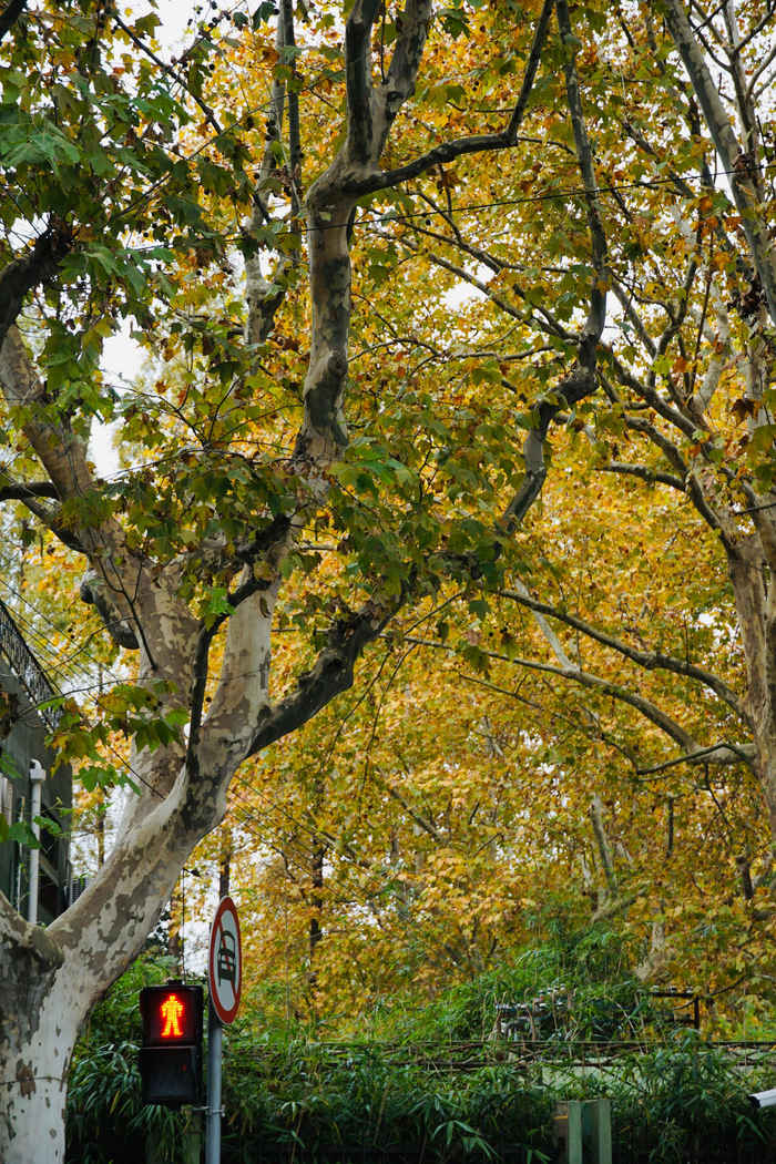 秋天在梧桐树下走一走 📍广元路,上海 📆2023/11/26