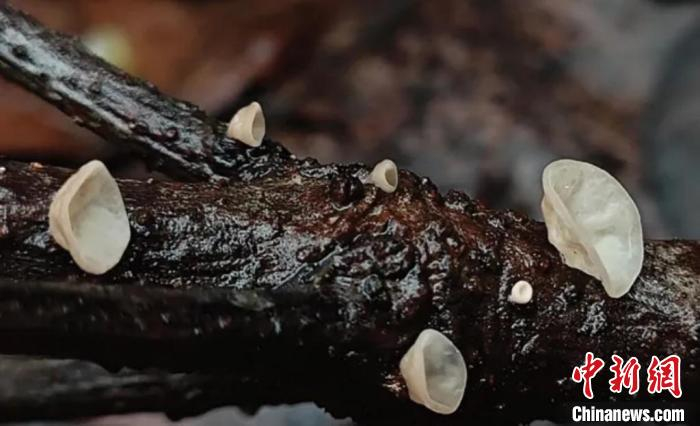 杭州生物多样性本底调查:发布5个新物种|泡头菌|鸡油菌|卷胶_新浪新闻