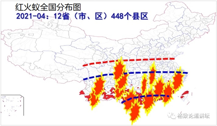 陆永跃|红火蚁|蚁后|蚂蚁