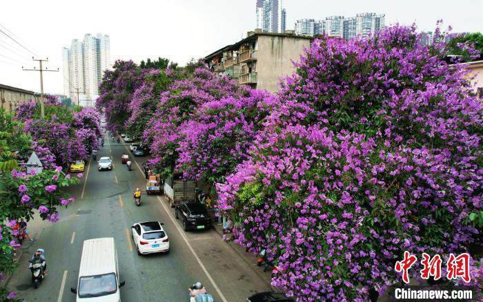 广西南宁街头紫薇绽放美不胜收|南宁市|美不胜收|花朵_新浪新闻