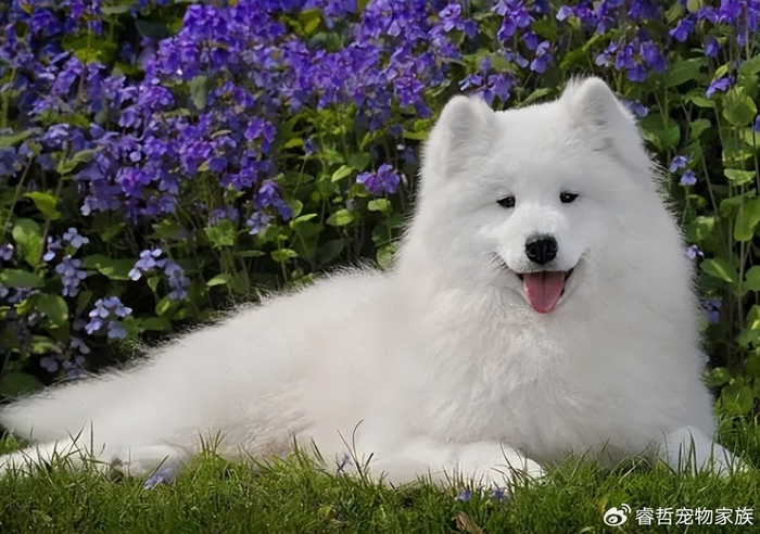 萨摩耶老年犬狗粮 & wellness宠物健康|老年犬|萨摩耶|狗粮_新浪新闻