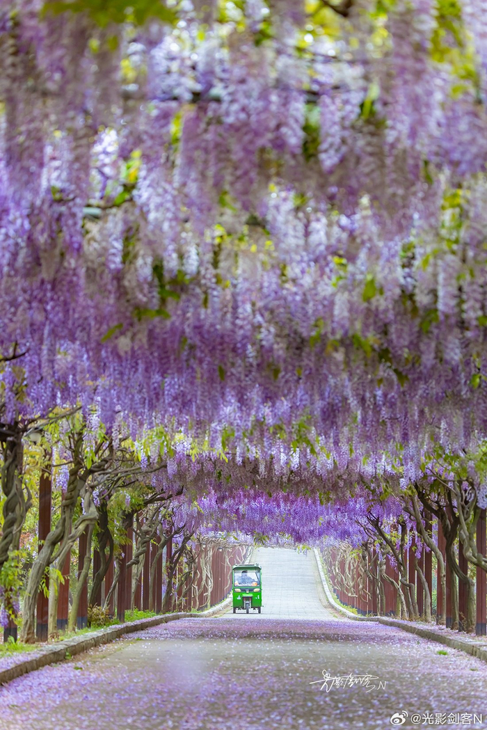 剑客的视角带你看真正的紫藤花瀑布(江苏句容)