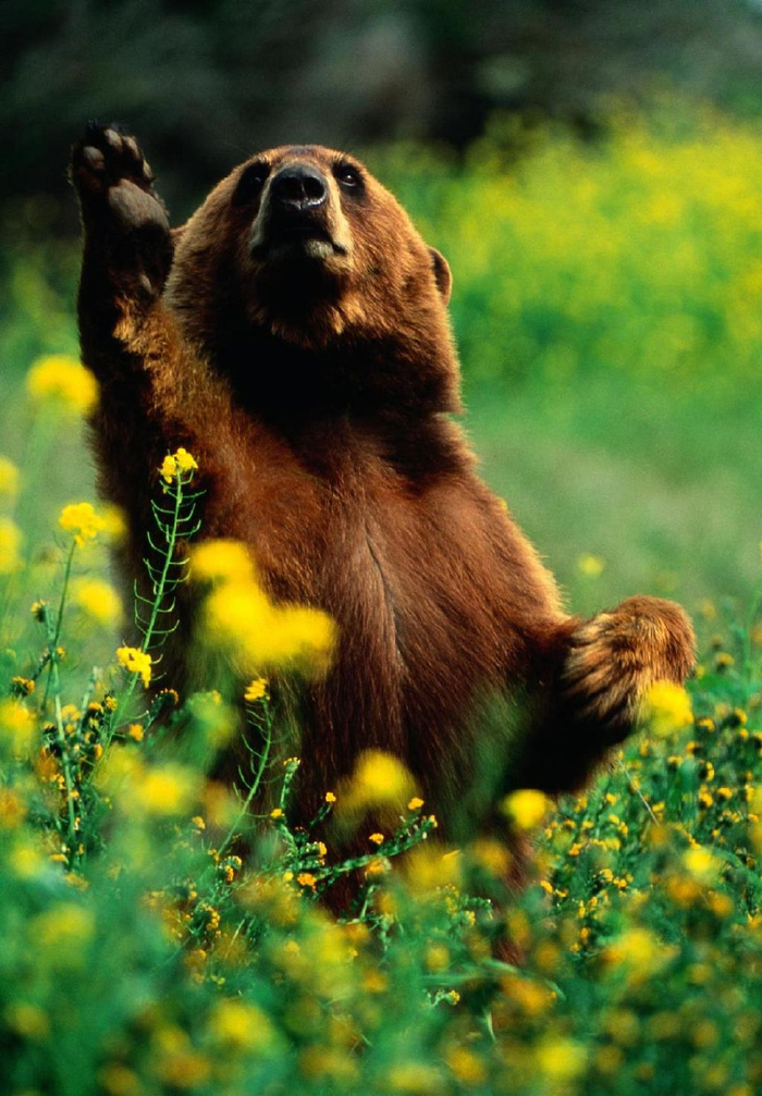中药治病真的需要猎杀野生动物吗?有多少野生动物"被入药"