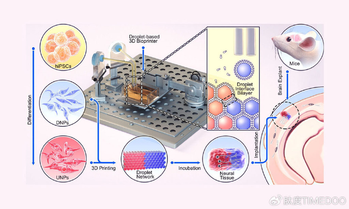 牛津大学研究人员开发3d生物打印技术,为脑损伤治疗带来新希望|新希望