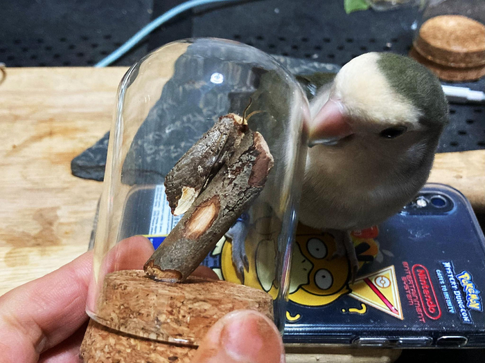 圆黄掌舟蛾phalera bucephala