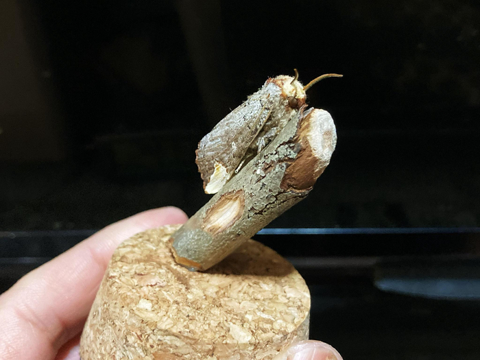 圆黄掌舟蛾phalera bucephala
