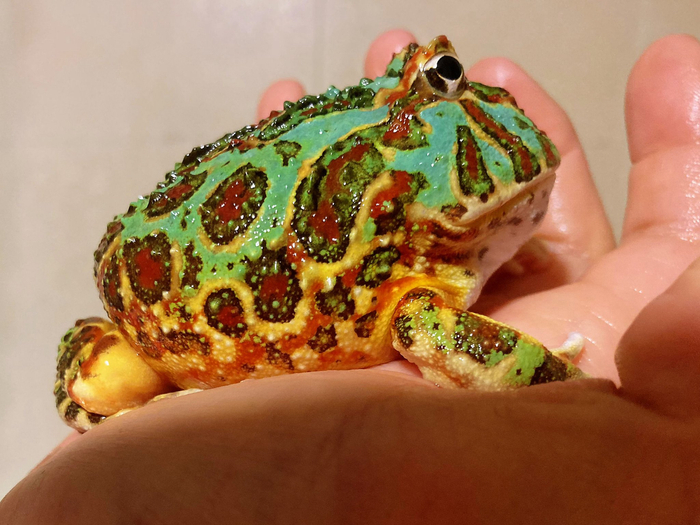 薄荷提夫尼钟角蛙我也觉得这只蛤蛤挺好看的